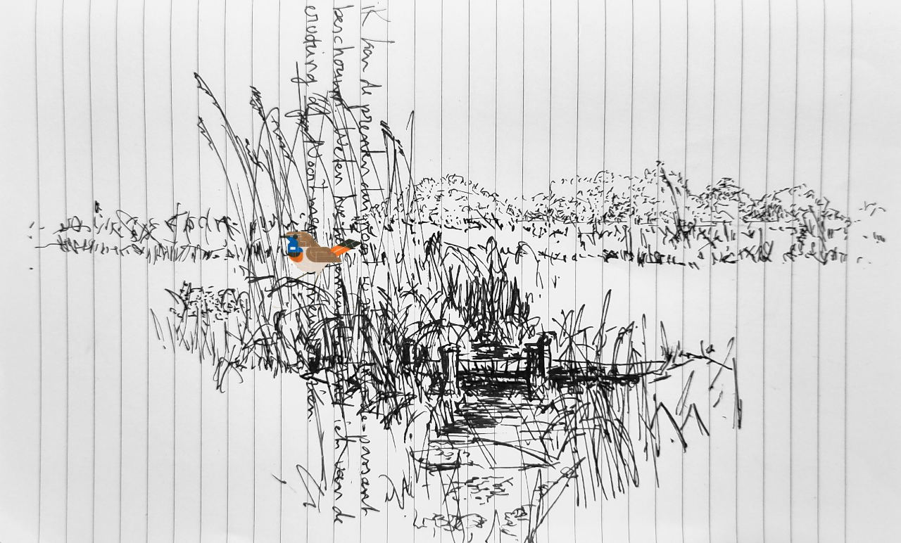 pentekening van het vlondertje achter de Marel. De prent van de blauwborst in het riet geplaatst.