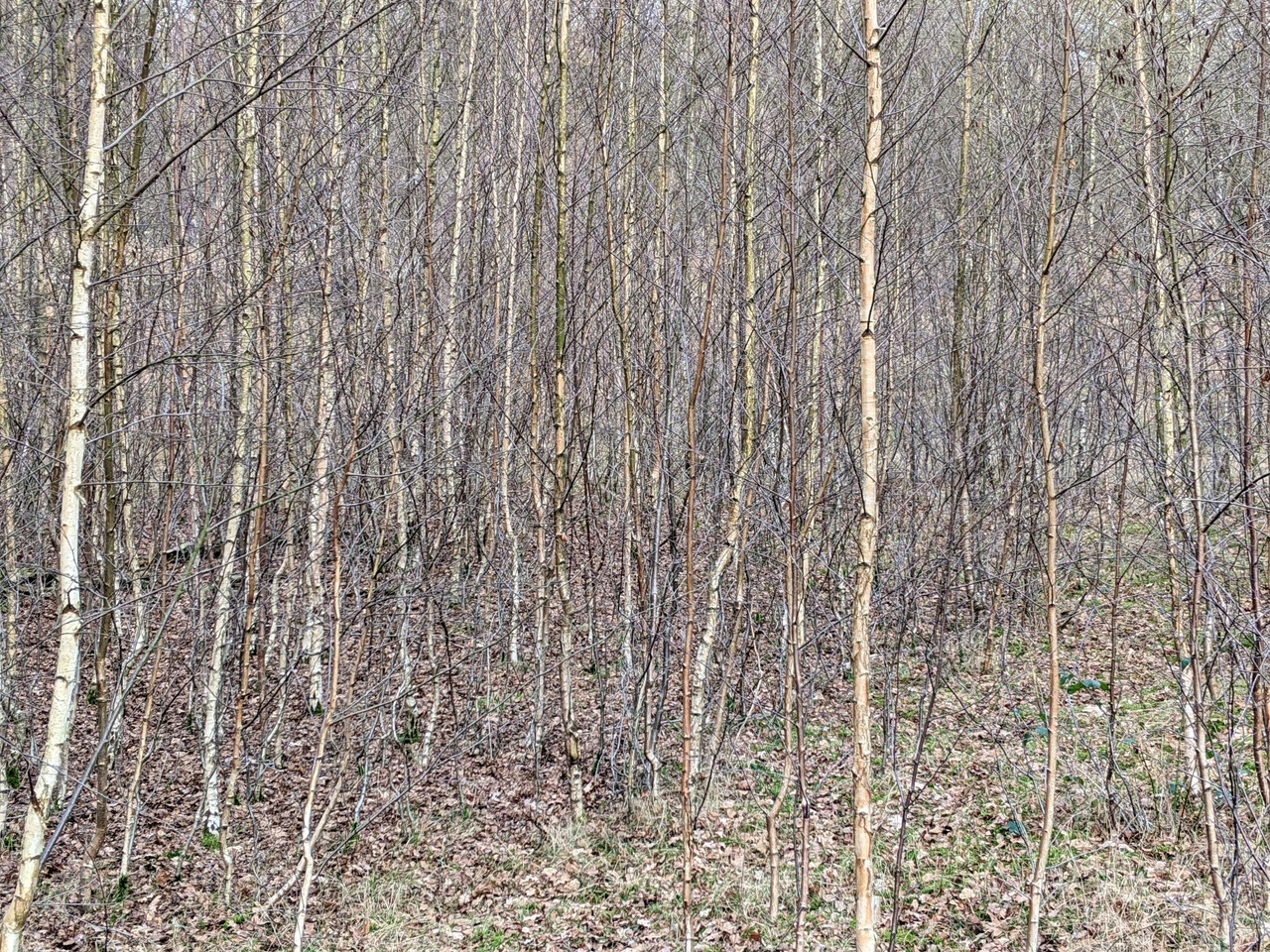 Een dicht stuk bos met enkel dunne berkebomen.