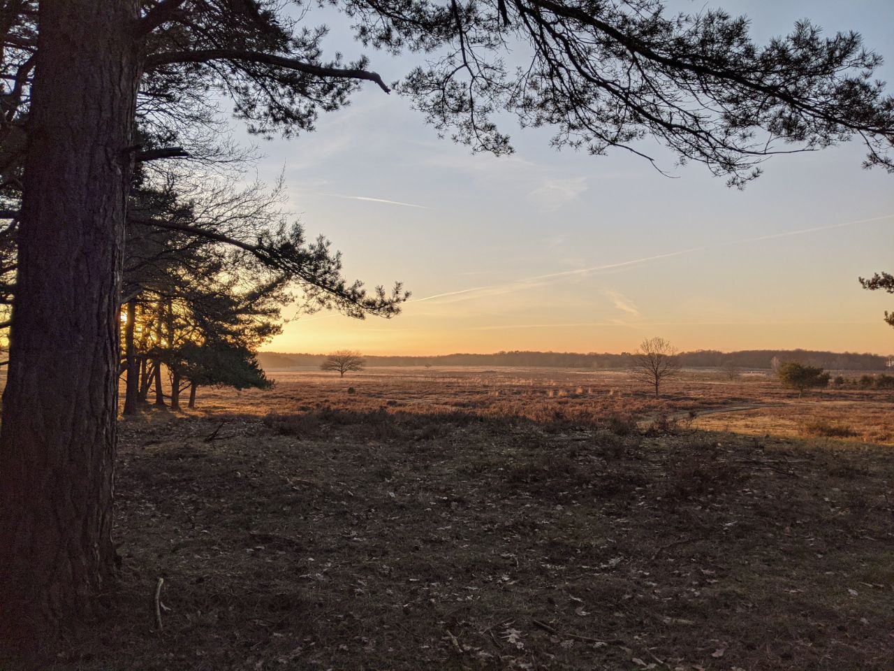 Landscape photo with a large pine tree, close and to the very left. Golden light over the heath stretching to the back.