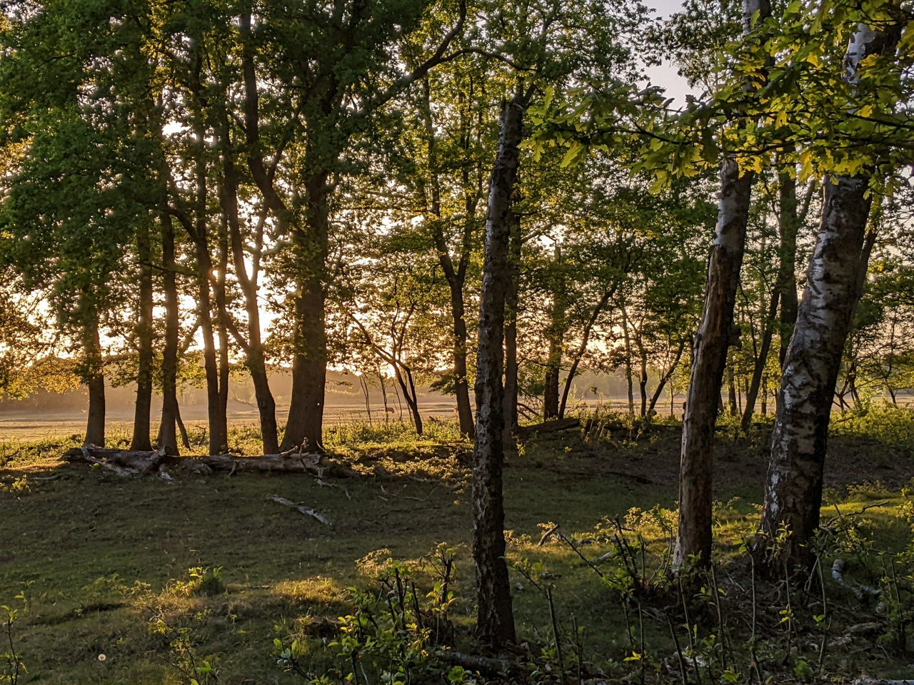 gouden avondlicht op de achtergrond, gezien door berkebomen op de voorgrond.