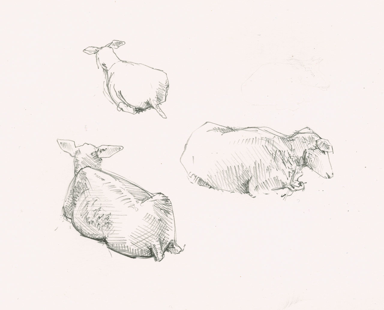 Three pencil sketches of sheep, lying on the ground.