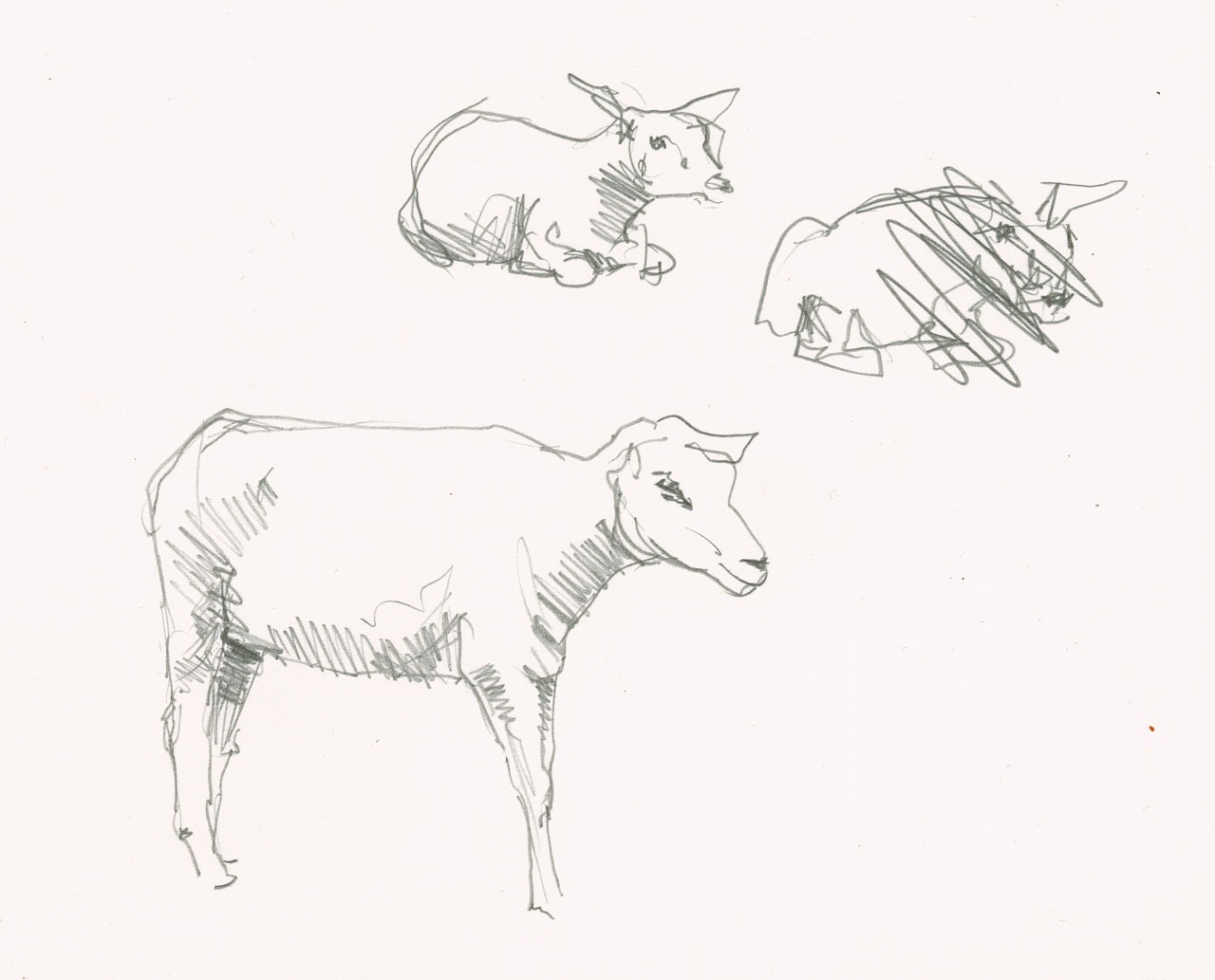 Three sketches of sheep, one crossed out.
