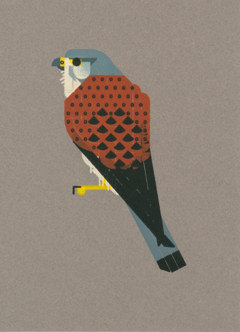 Gestileerde prent van een torenvalk, gedrukt op grijs papier. De vogel zit met de rug naar ons toe gekeerd en kijkt naar links. De kop is grijs met lichte wangen en een wat donkerder streep onder het oog. De rug is roodbruin met zwarte stippen. De vleugelpunten zijn zwart, lopen spits toe en liggen net nog gekruist over de grijze staart die ook weer uitloopt in zwart.