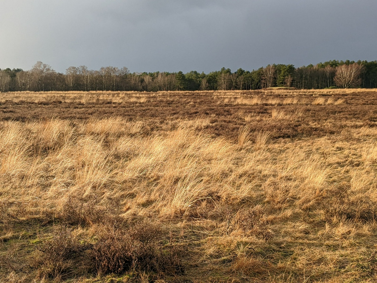 Gouden grashalmen op de hei in het late middaglicht met de bosrand in de verte en een dreigend donkere lucht erboven.