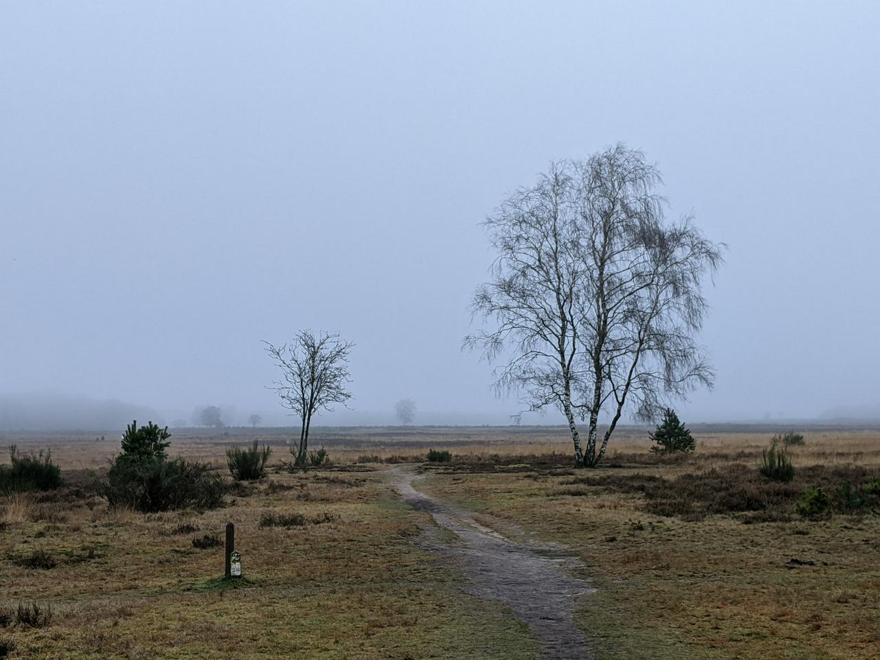 Een mistig middaguur op de Westerheide.